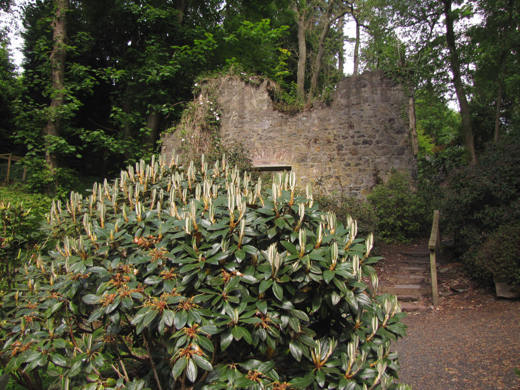 Scottish Gardens 2011/Glendoick Gardens 2011-05-14/IMG_1711_Hydon_Dawn